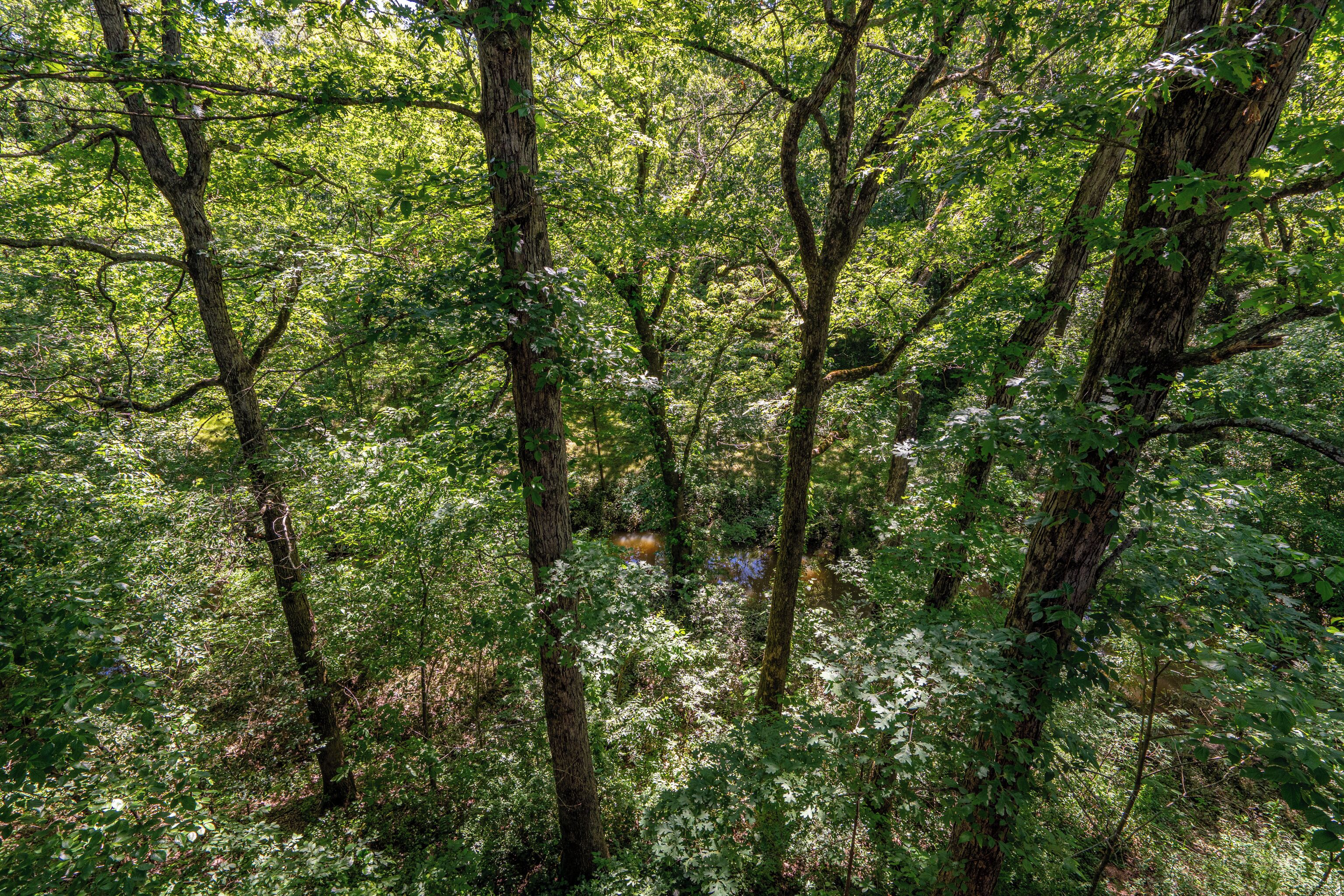 Un bosque tupido con árboles altos y un arroyo.