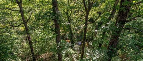 Un bosque tupido con árboles altos y un arroyo.
