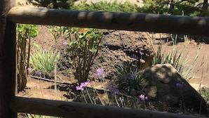 Une vue d’un espace paysager avec des arbres, un sentier de terre et des fleurs violettes au premier plan.