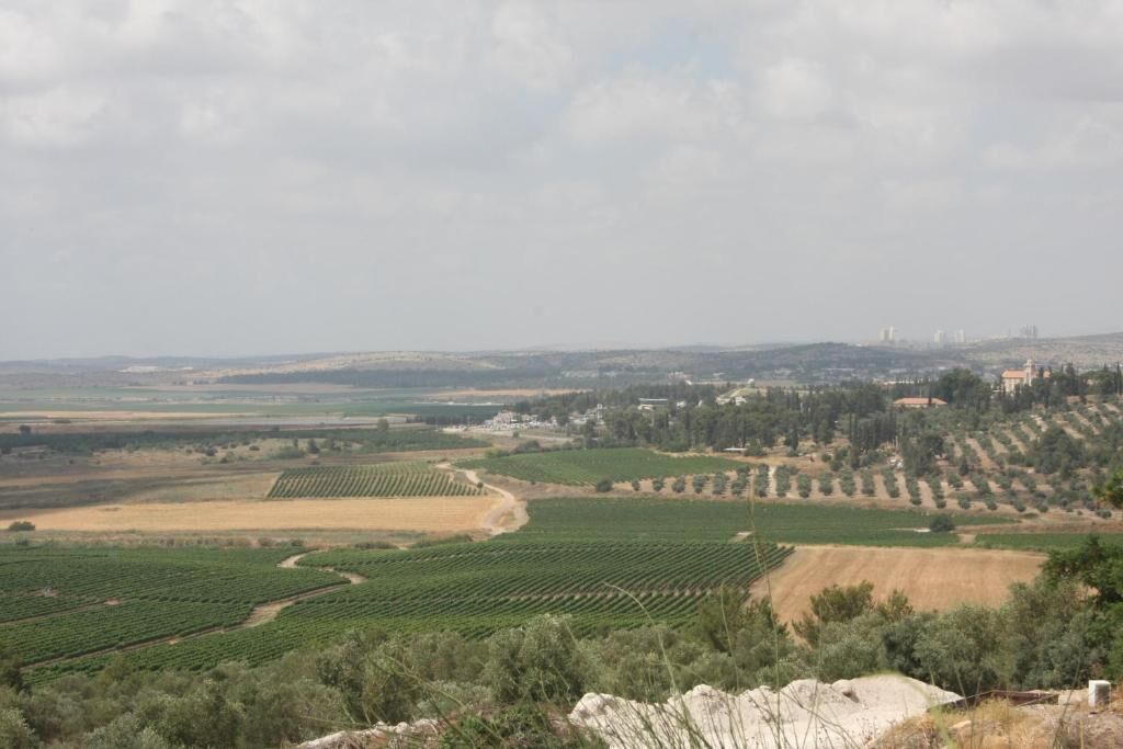 A vineyard landscape with rows of grapevines, distant buildings, and rolling hills.