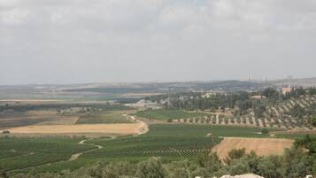 A vineyard landscape with rows of grapevines, distant buildings, and rolling hills.