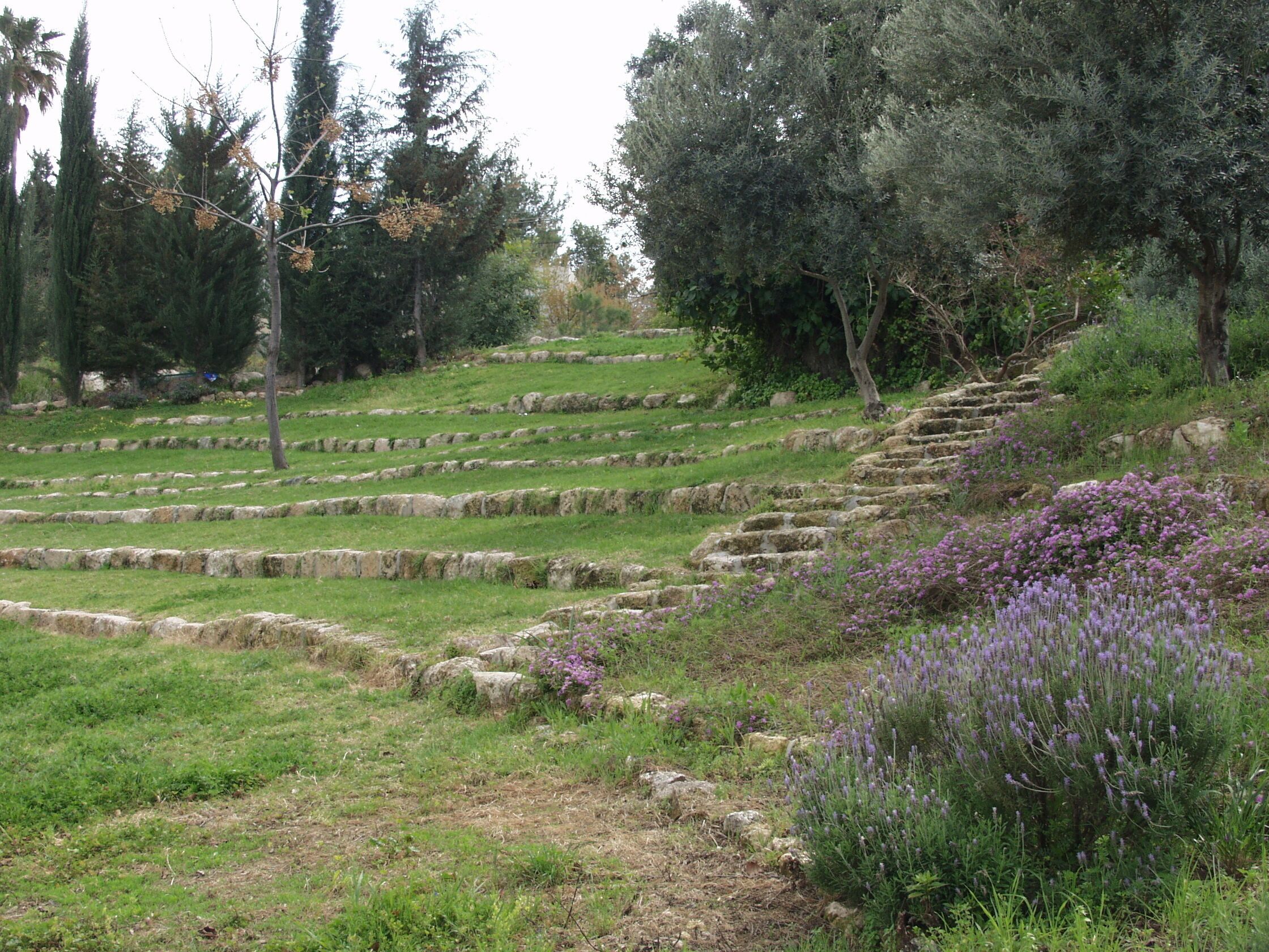 Terraced fields with stone walls and lavender plants.