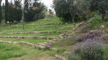 Terraced fields with stone walls and lavender plants.