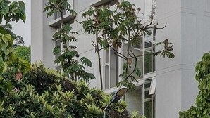 Unclassified image, 5 of 24, button - Topá House (Medellín)