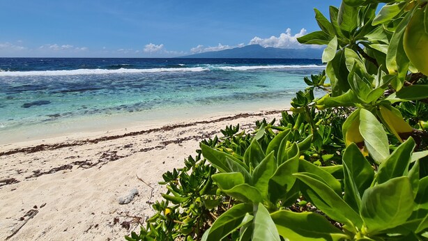 Una playa con agua turquesa cristalina, una orilla arenosa y follaje verde en primer plano.
