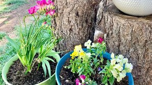 A garden with potted plants and a bird feeder on a tree stump. - Mountain Escape - Pet-Friendly - Fenced Yard - Fast WiFi - Near Flagstaff (Flagstaff)
