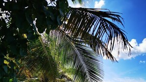 A tropical beach scene with clear blue water, palm trees, and a white fence. - Sun Reef Village on Sea (Sint Michiel)