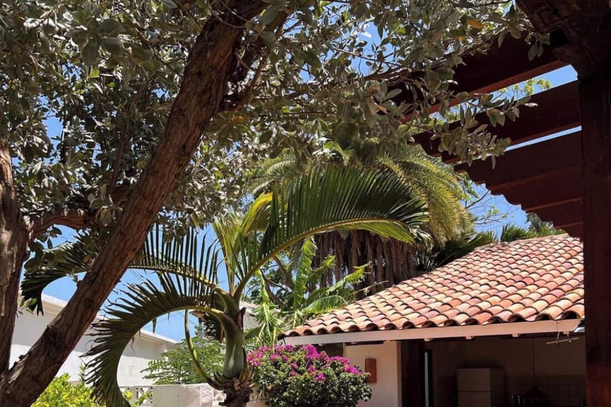 A patio area with a tiled roof, a palm tree, and a small garden with a bush and flowers.