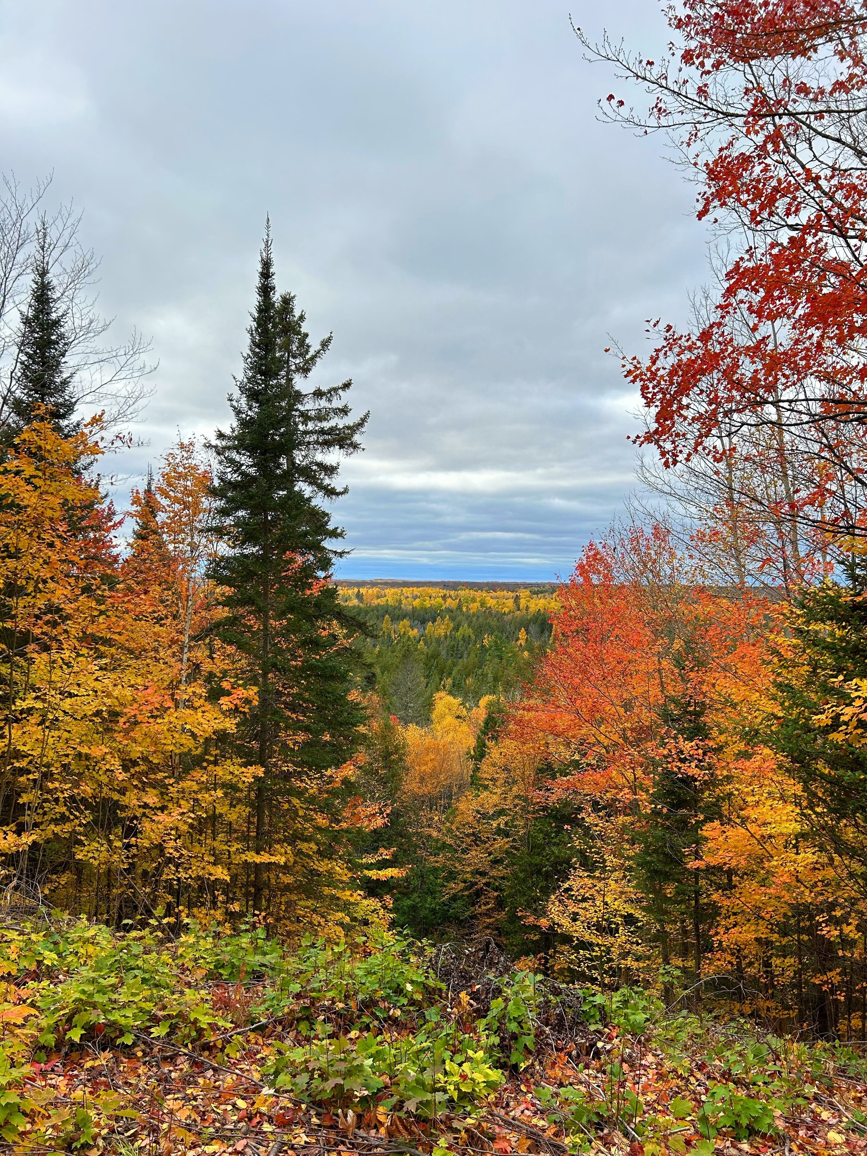 Ein Wald mit Herbstlaub und bewölktem Himmel.
