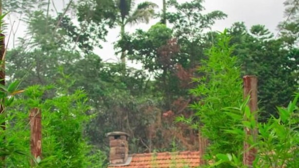 Un sentier menant à une maison entourée d’une végétation luxuriante.
