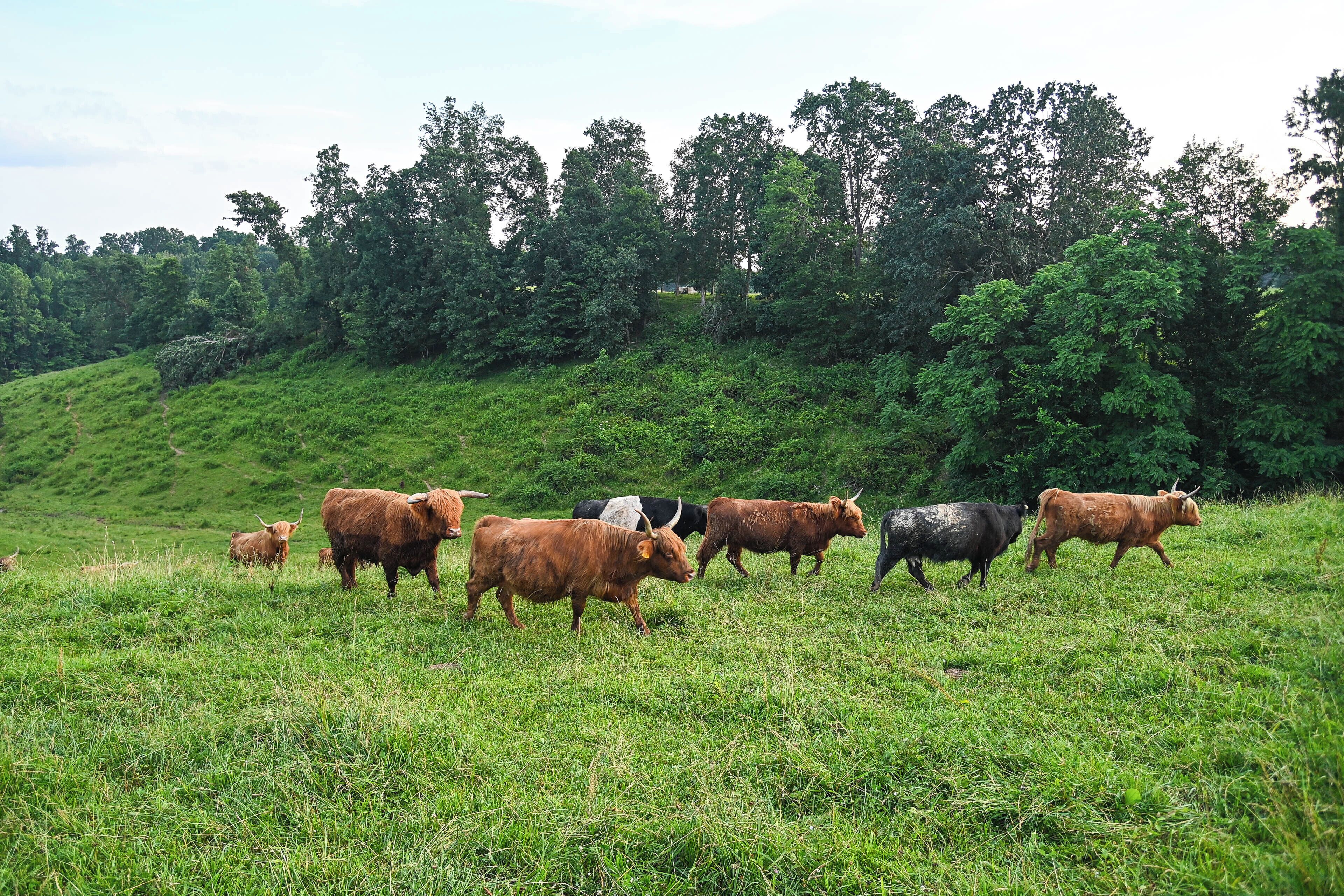 Eine Herde Kühe grast auf einem saftig grünen Feld, im Hintergrund ein bewaldeter Hügel.