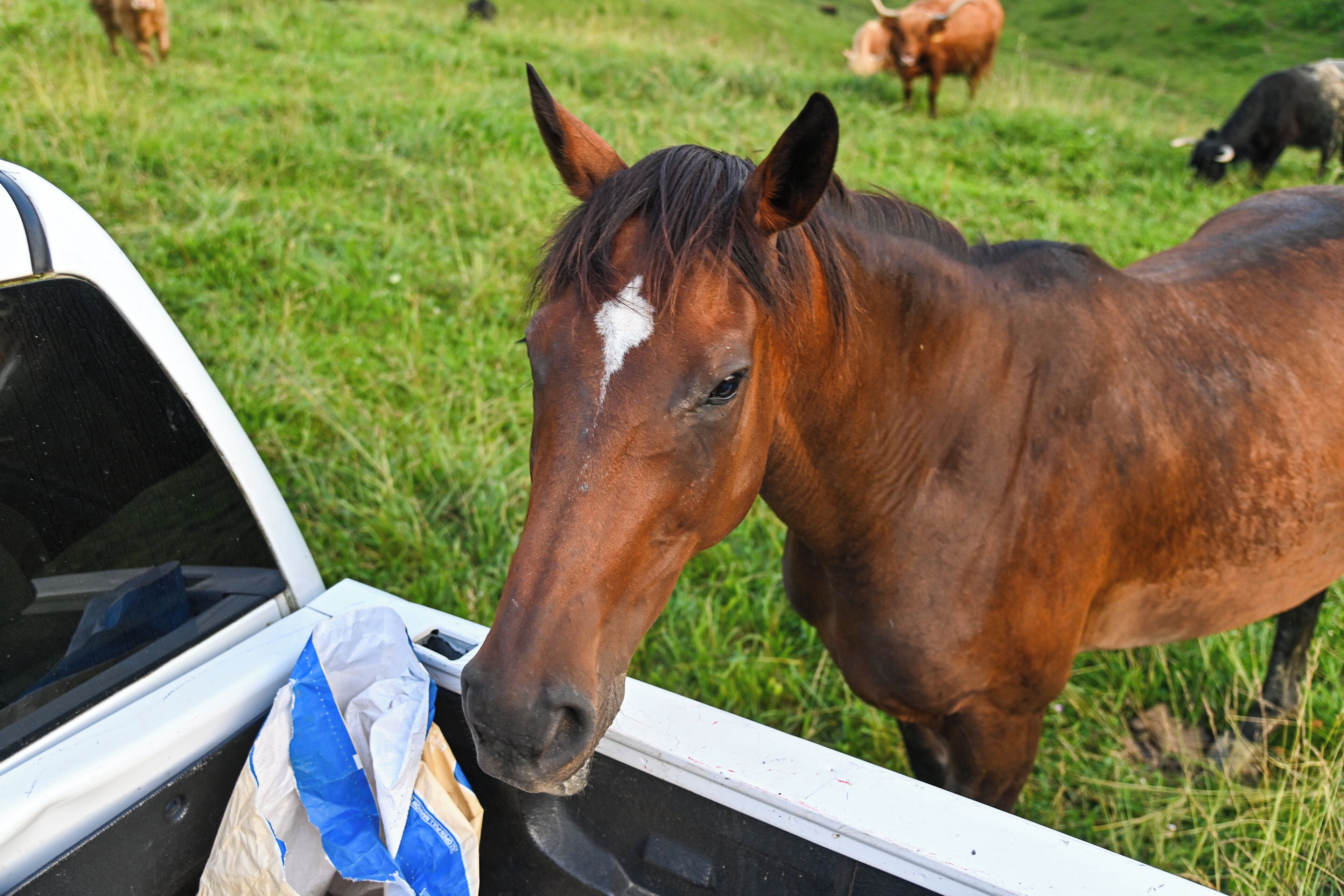 A horse near a vehicle with a bag of feed.