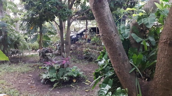 Stroll through the serene garden, surrounded by a variety of lush plants and trees.
