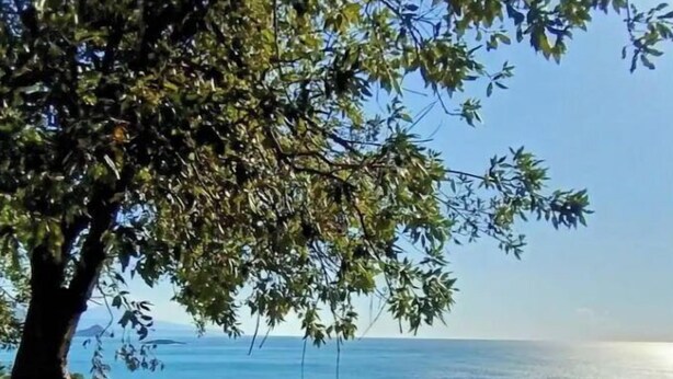 A coastal view with a tree in the foreground and a clear sky. - Floresta Castle sea view (Praia a Mare)