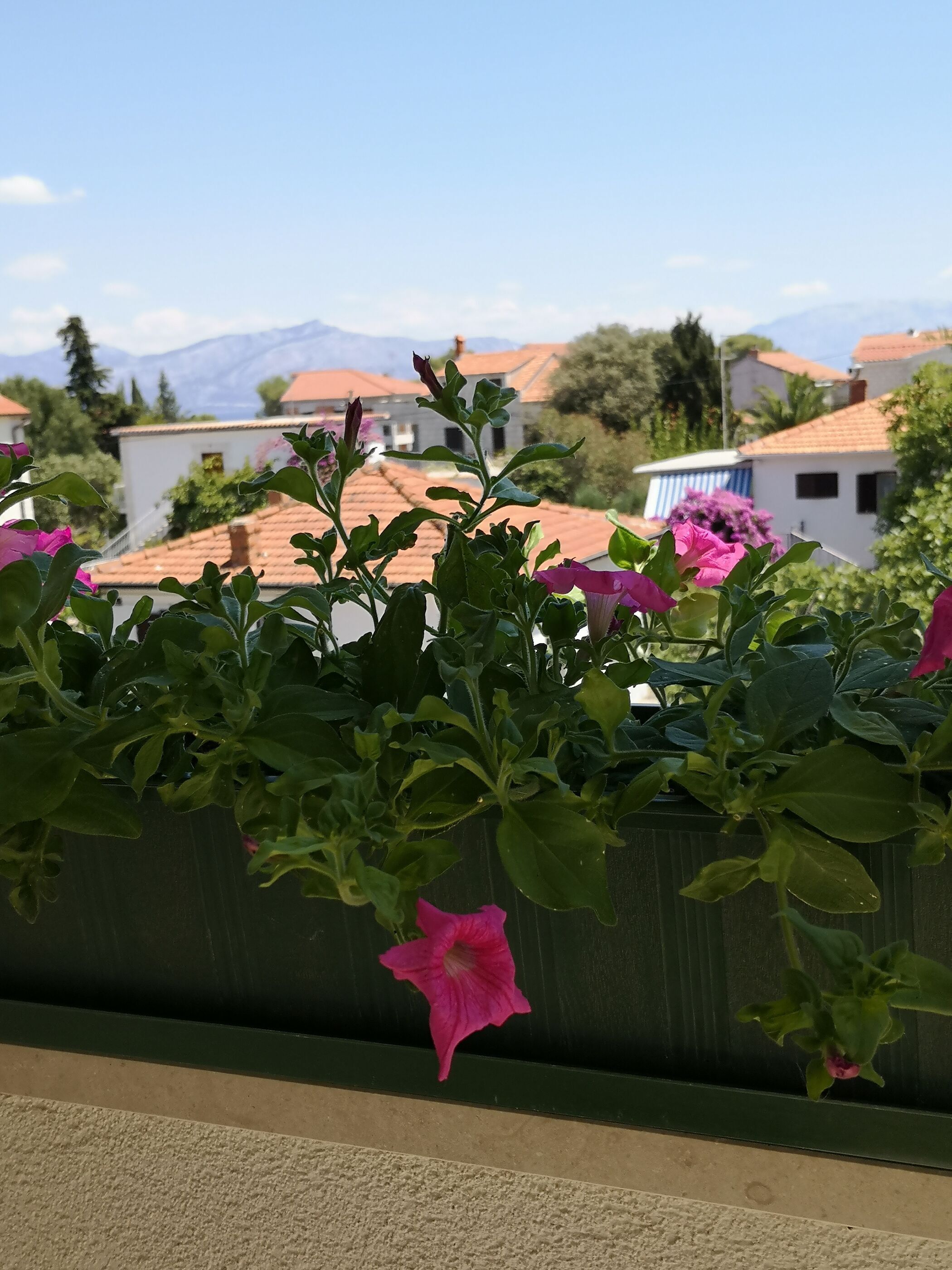 Un balcón con macetas y flores, con vistas a una zona residencial con casas y montañas al fondo.