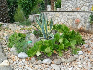 Garden - Apartment and Room Darinka (Jelsa)