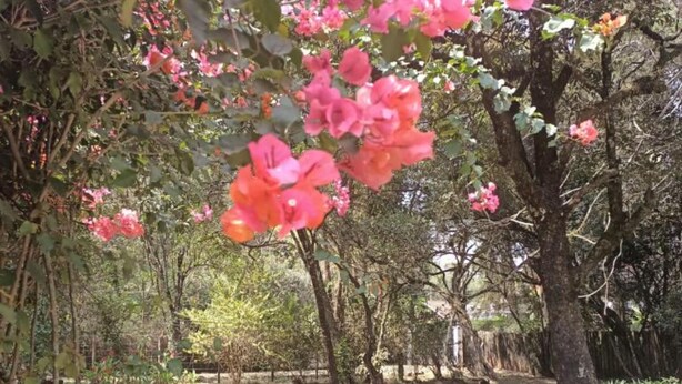 A garden with trees and pink flowers. - Stay.Plus Karen Private House (Nairobi)