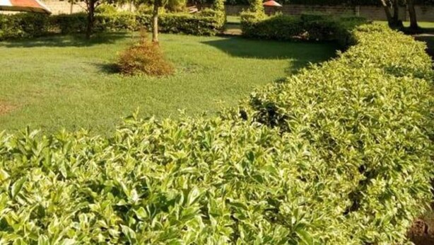 Jardim