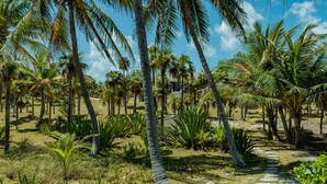 Ein tropischer Garten mit Palmen und einem Steinweg.