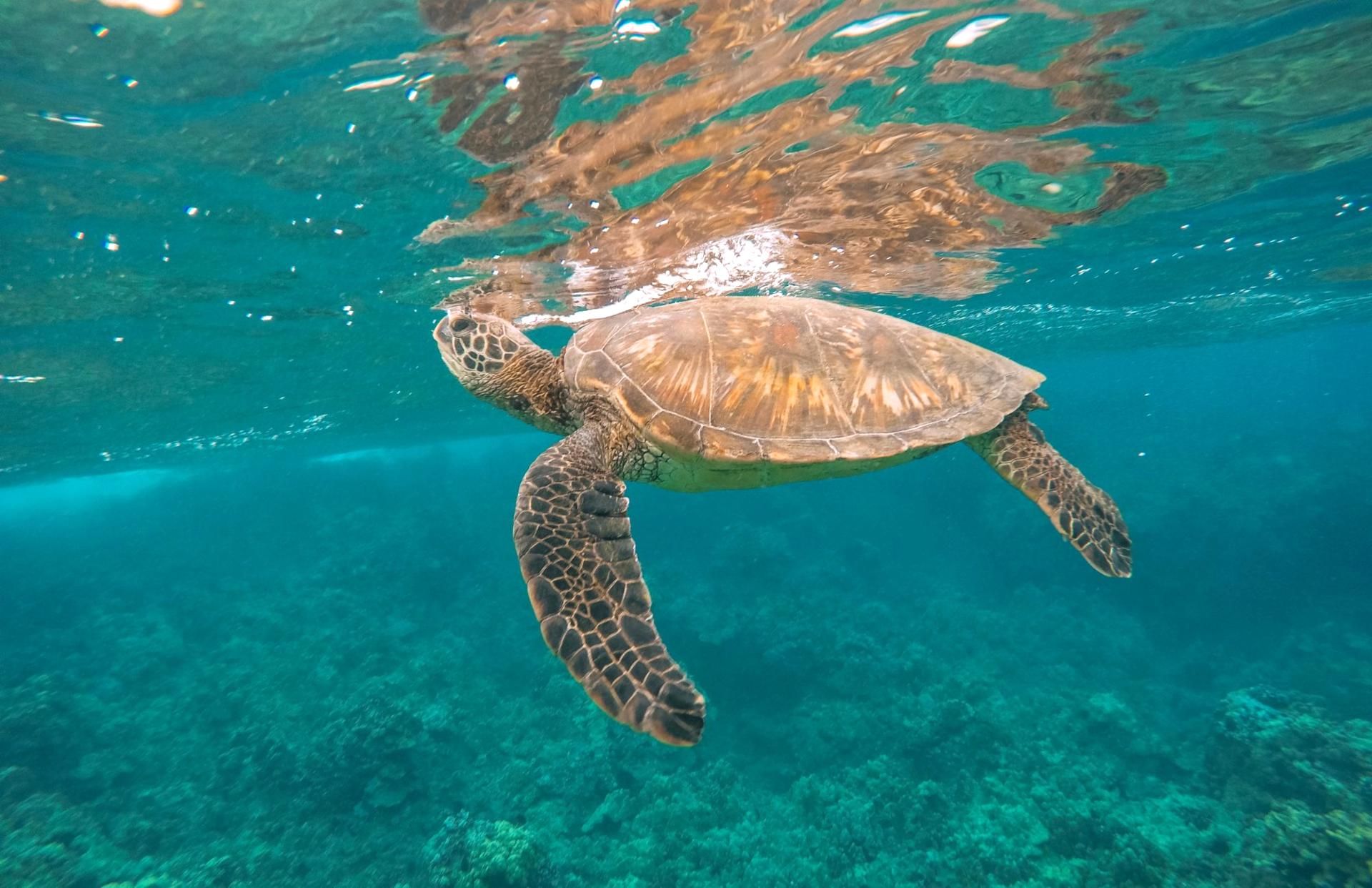 A sea turtle swimming underwater.