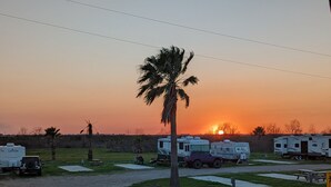 Un camping con vehículos recreativos y una palmera al atardecer.