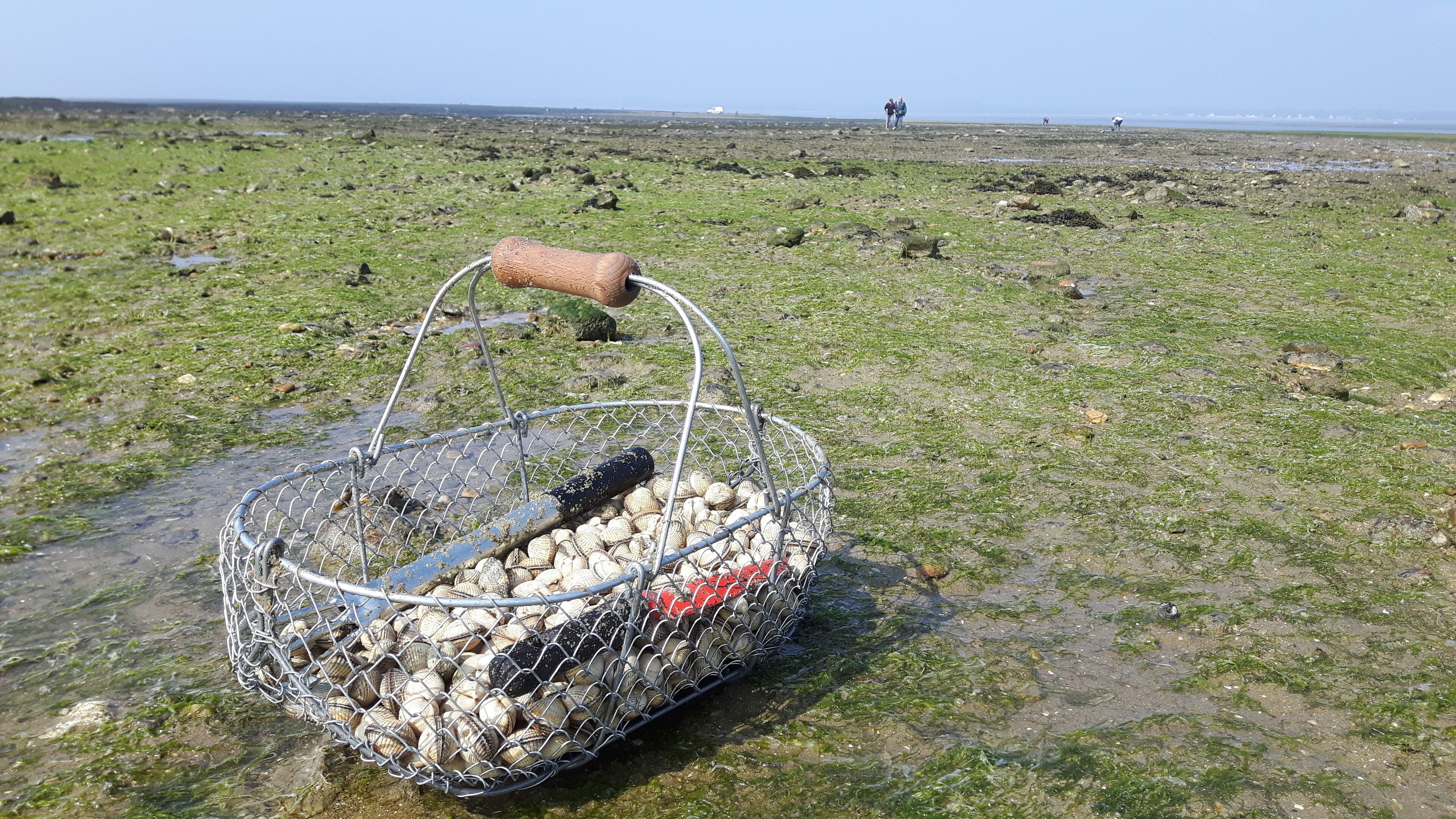 A metal basket filled with seashells on a grassy field.