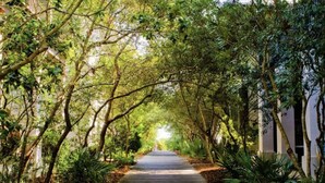 A pathway flanked by lush greenery and trees, leading towards a building with a white facade. - Coastal Comfort,Spacious and Bright Condo right on 30A (Seacrest)