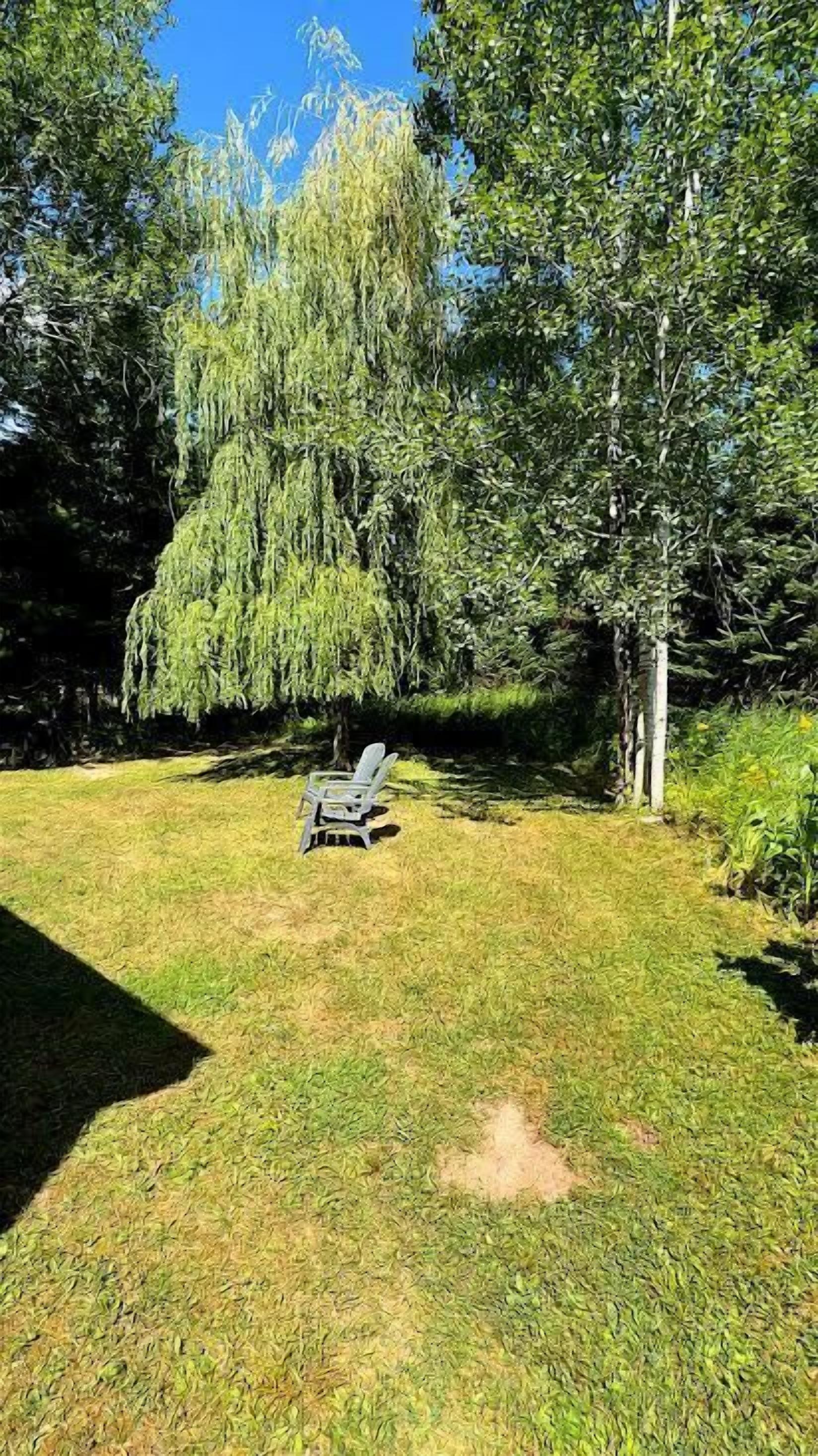 A grassy outdoor area with a single lounge chair and a tree.
