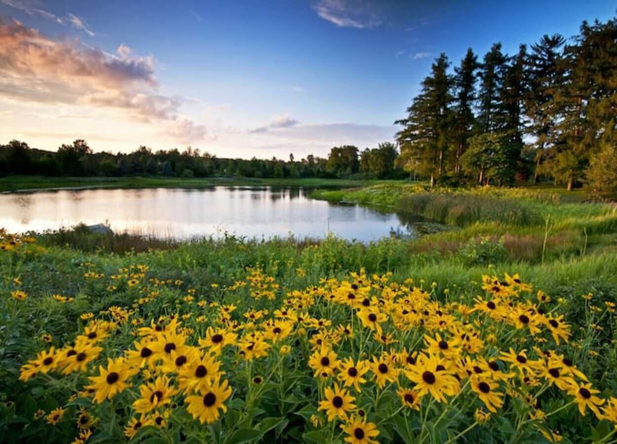 Een veld met gele bloemen voor een rustig meer, met bomen op de achtergrond.