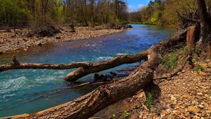 Un río serpentea por una zona boscosa, con un árbol caído en primer plano.