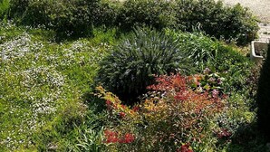 A garden with various plants and flowers, including white daisies and red berries. - Under The Moon: House in the Countryside Family Apartment with Balcony and Garden (Castel Bolognese)