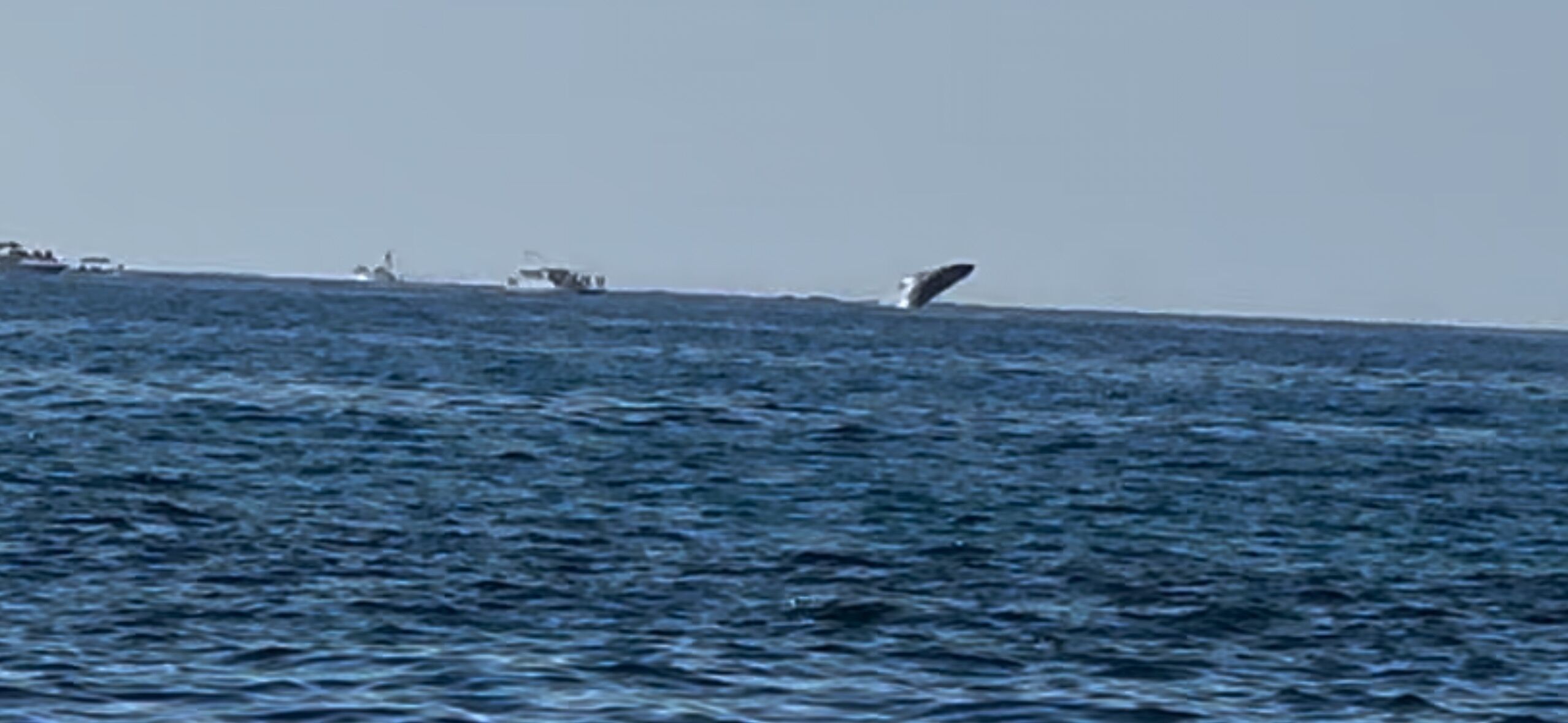 A view of the ocean with several boats and a whale breaching.