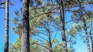 A row of orange buildings with a tiled roof, surrounded by tall pine trees. - Nice apartment in villa for 6 guests with pool, A/C, WIFI, TV, terrace and pets allowed (Borgo)
