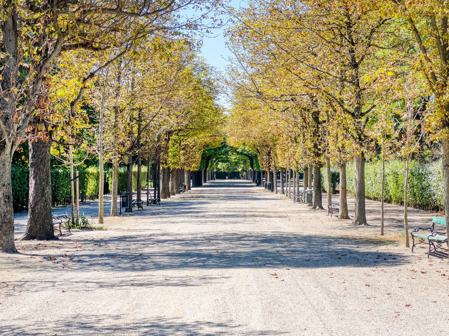 En stig kantad av träd i en park, med bänkar och papperskorgar.
