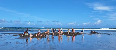 Playa en los alrededores y camastros