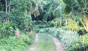 Explore a serene tropical garden with lush vegetation and a natural dirt trail inviting you to unwind.