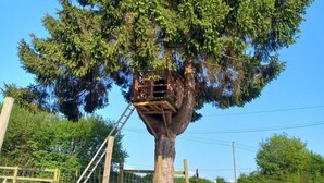 A treehouse built into a large tree with a ladder leading up to it. - Charming renovated house with private terrace and garden (Rives-d'Andaine)