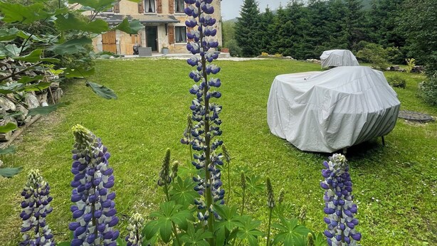 Een huis met een tuin, met hoge paarse bloemen en een overdekte buitentafel.