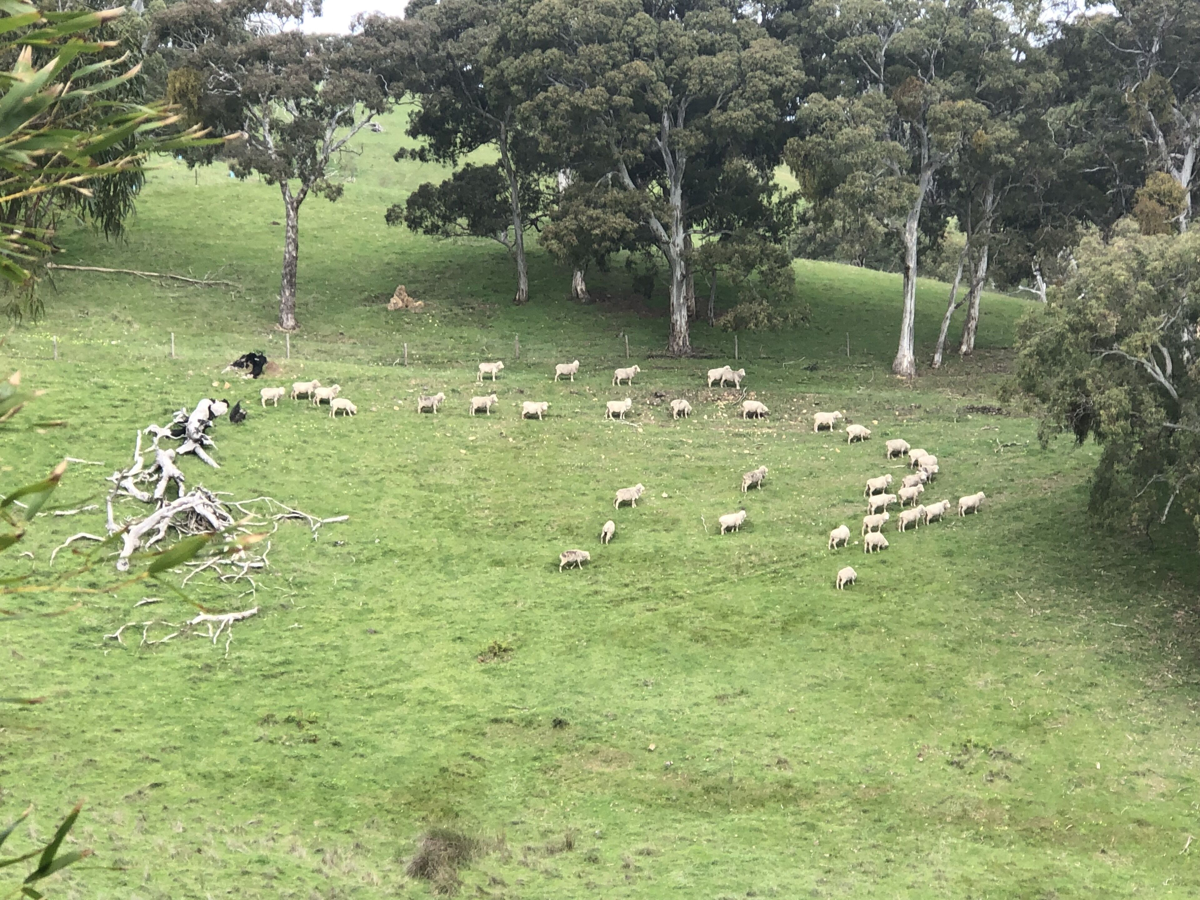 LUXURIOUS Gorgeous Cottage - In the Heart of Adelaide Hills — image 29