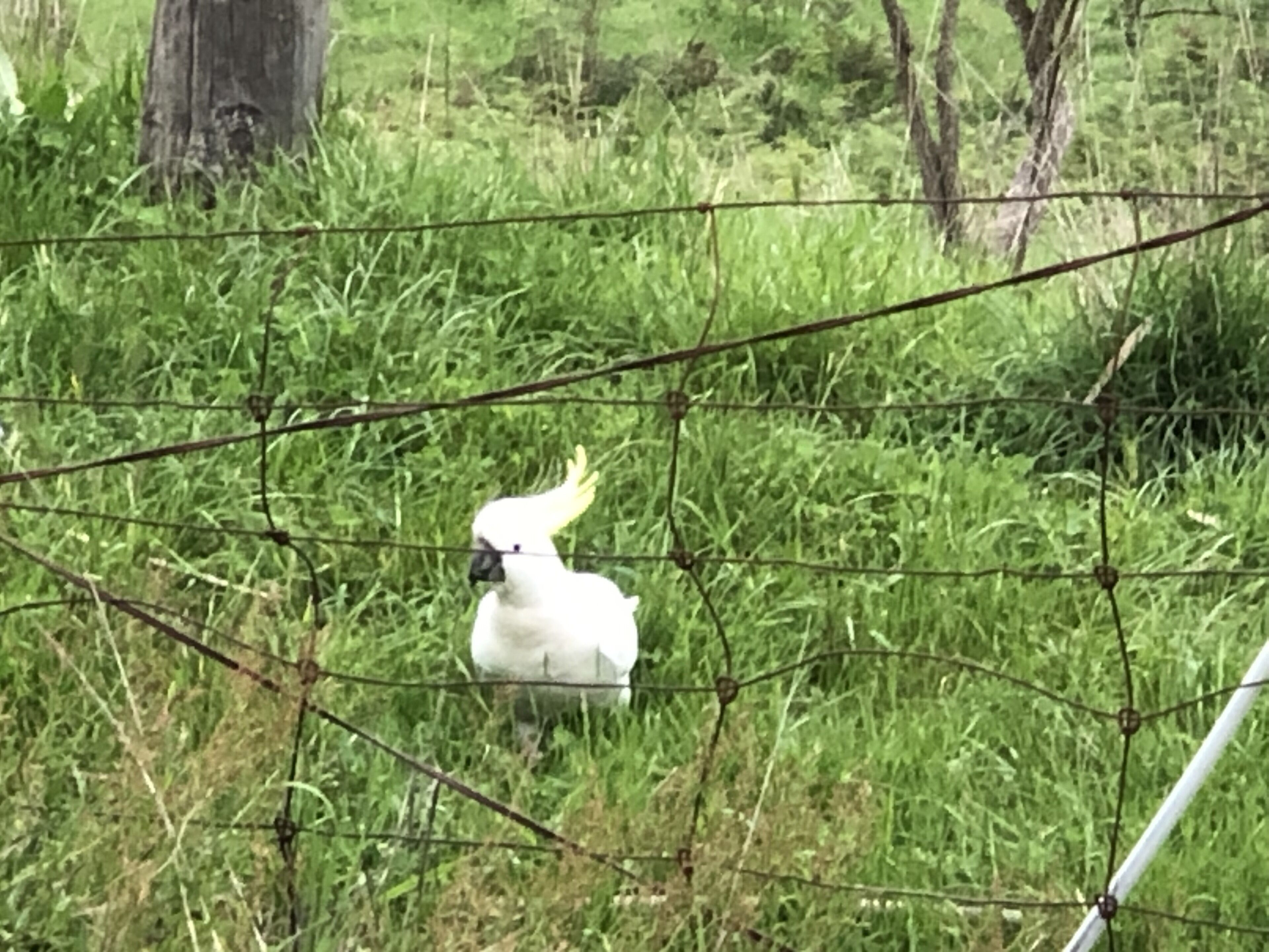 LUXURIOUS Gorgeous Cottage - In the Heart of Adelaide Hills — image 20