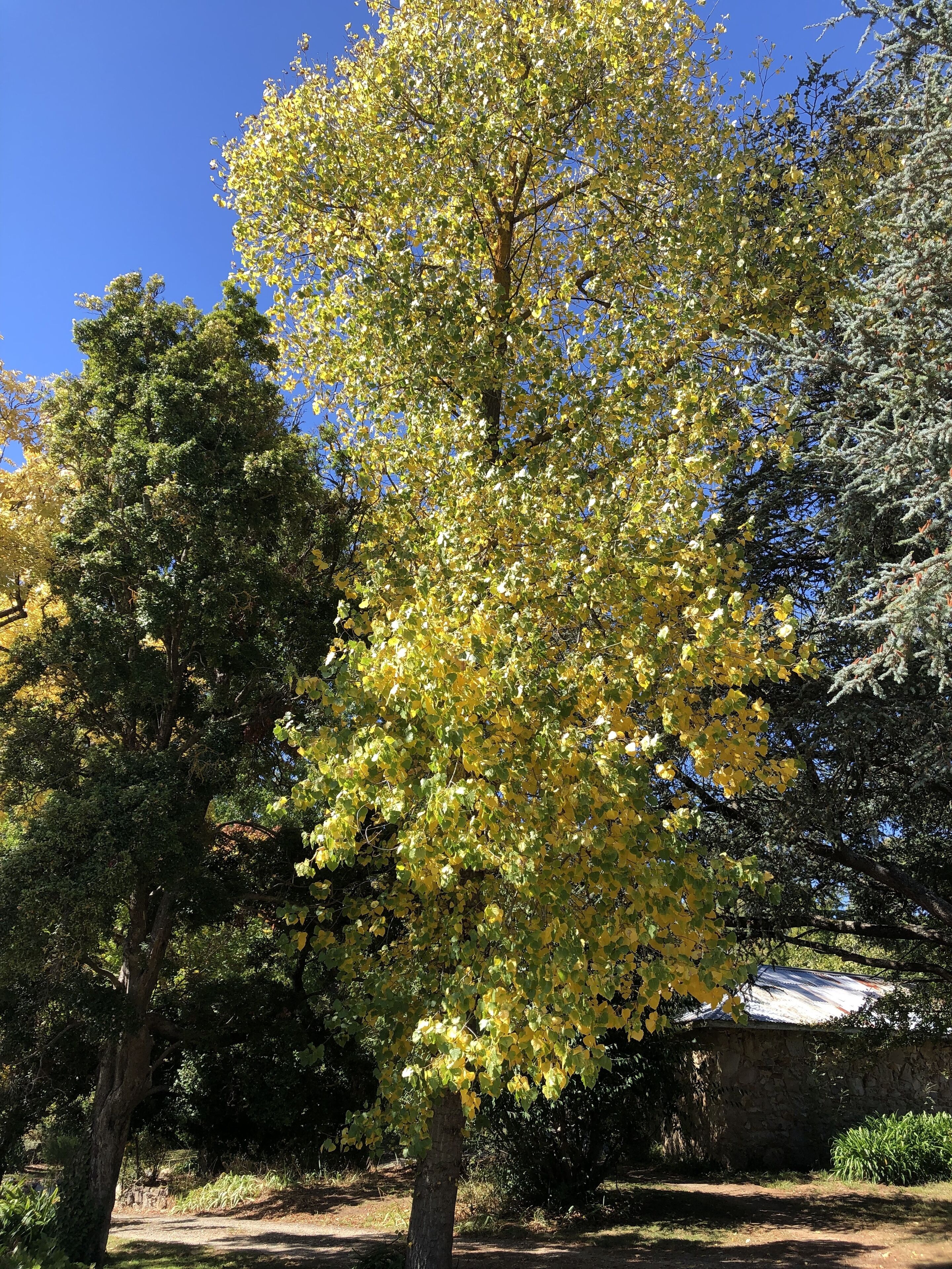 LUXURIOUS Gorgeous Cottage - In the Heart of Adelaide Hills — image 26