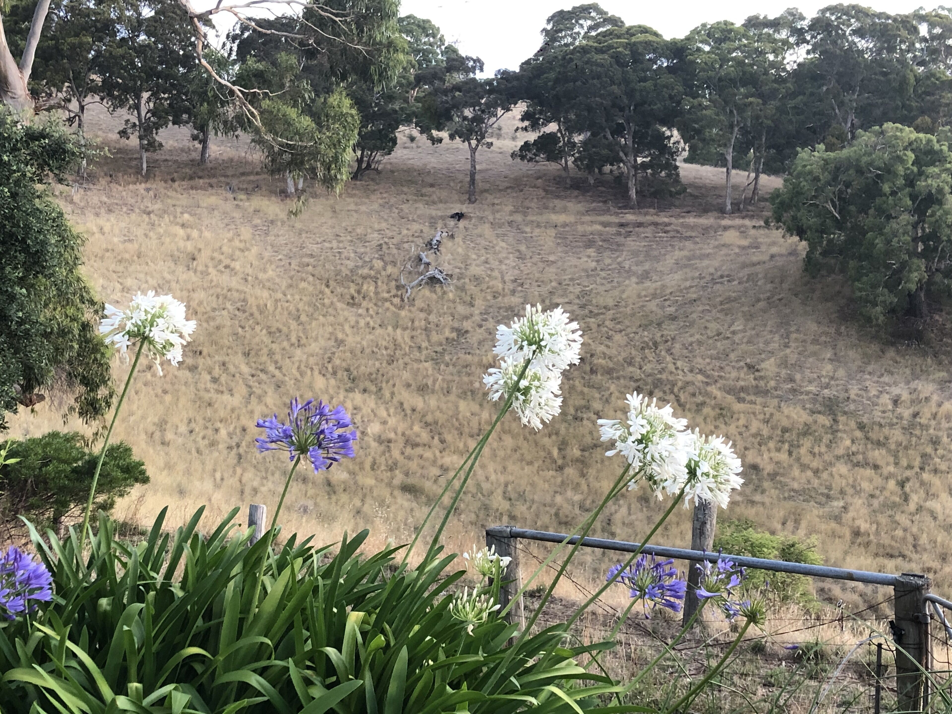 LUXURIOUS Gorgeous Cottage - In the Heart of Adelaide Hills — image 24