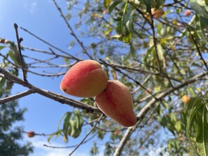 A branch with two ripe peaches and green leaves against a clear sky. - *NEW LISTING Sunset Views, Pool and Spacious Modern Comfort Getaway!! (Waimea,)