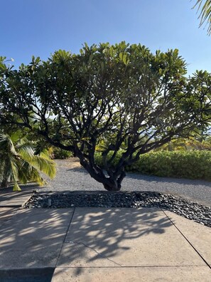 A tree with a thick trunk and dense foliage, surrounded by a gravel path and a concrete border. - *NEW LISTING Sunset Views, Pool and Spacious Modern Comfort Getaway!! (Waimea,)