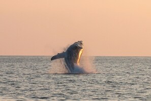 A whale breaching the water's surface. - *NEW LISTING Sunset Views, Pool and Spacious Modern Comfort Getaway!! (Waimea,)