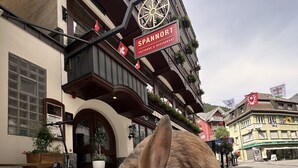 A rabbit on a cobblestone street with a building featuring a sign that reads "SPANNORT" and balconies with plants.