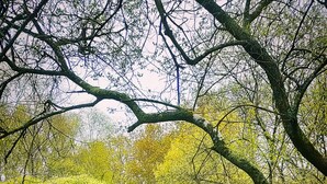 Eine Holzbrücke über ruhigem Wasser, umgeben von dichtem Wald.
