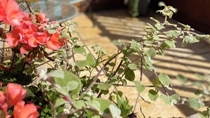 Eine Holzterrasse mit einem Glastisch und Stühlen, umgeben von Blumentöpfen und Blumen.