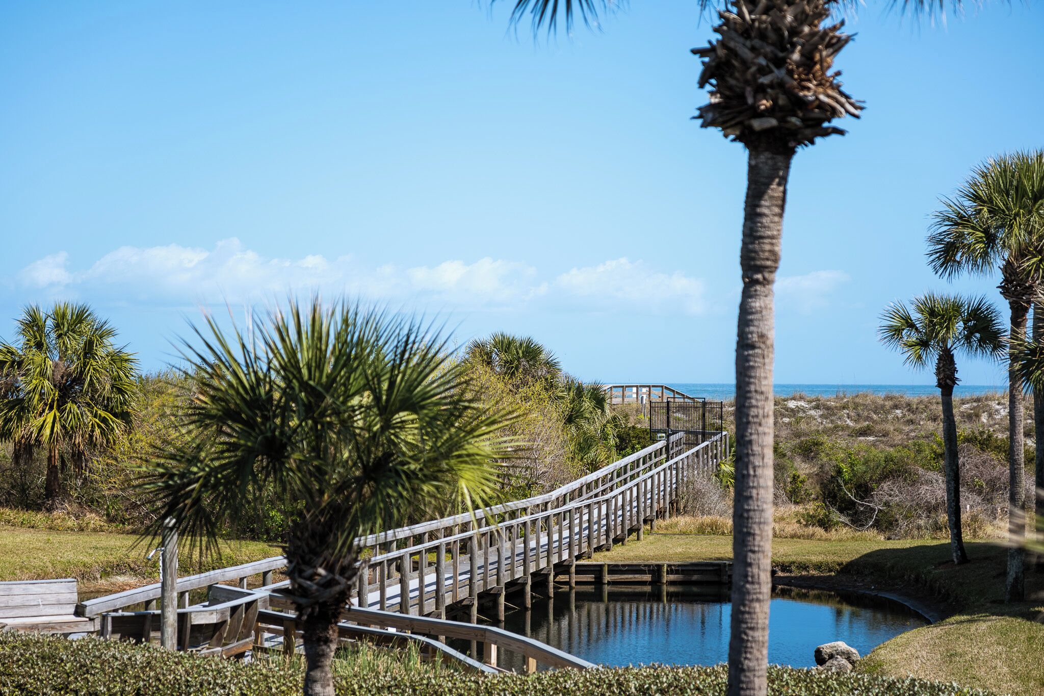 A wooden bridge over a pond, surrounded by palm trees and a clear sky.