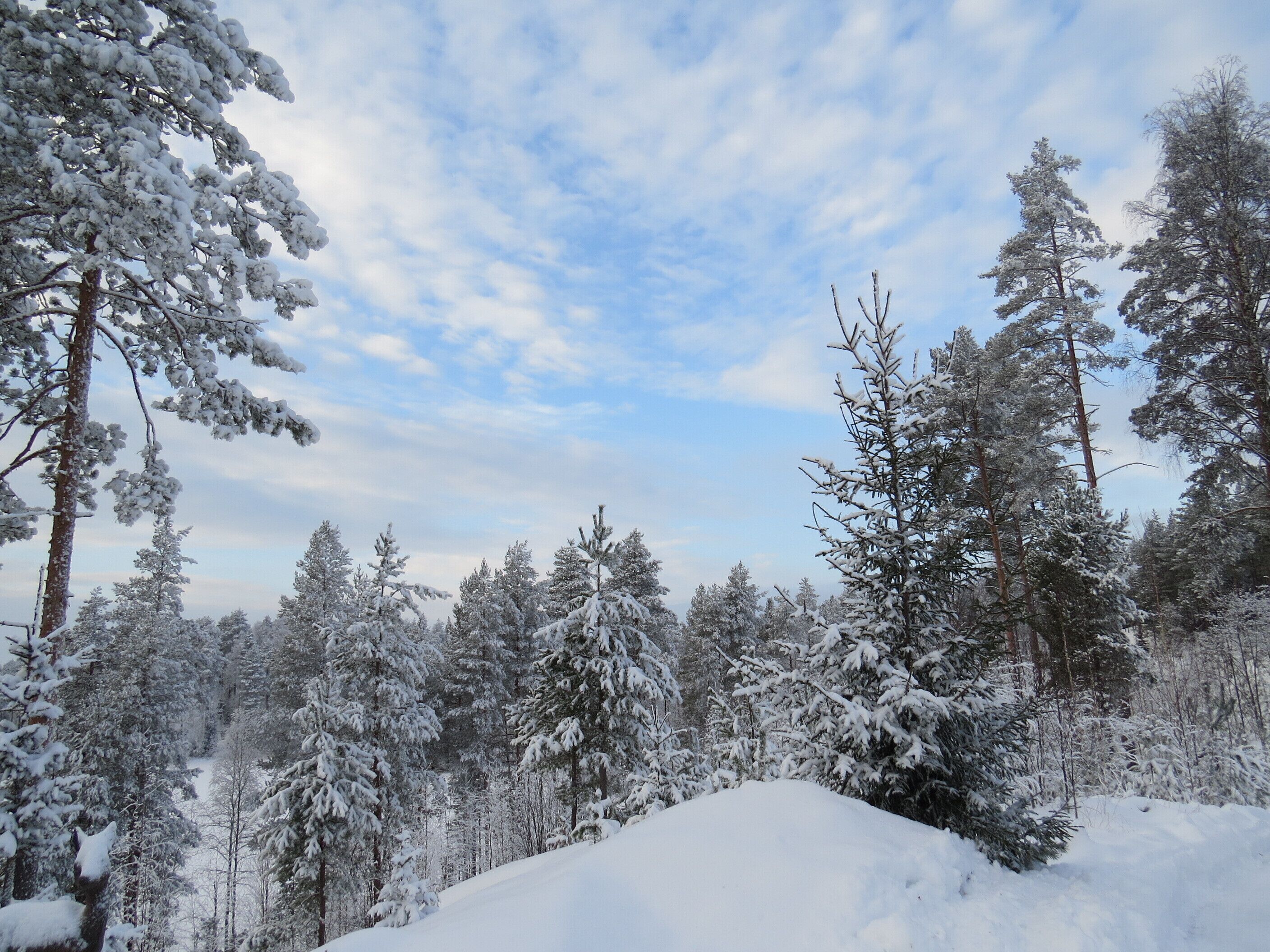 A snowy forest with tall trees and a clear sky.